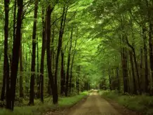 На Львівщині затримали посадовця обласного лісгоспу, що організував аферу з лісом на 30 млн