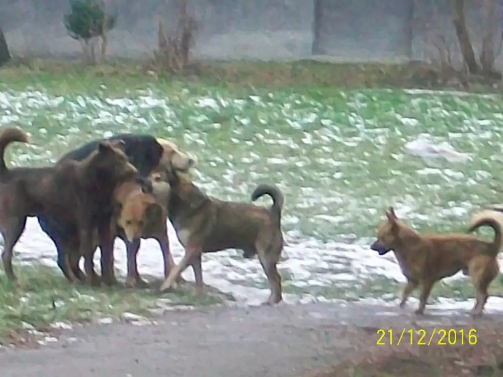 Влада спостерігає – волонтери діють: у Трускавці голіруч відловлюють для стерилізації псів 