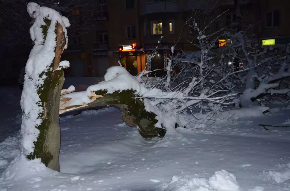 Не реагують – у Трускавці тиждень часу комунальники ніяк не приберуть повалені дерева